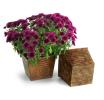 75  ribbed sq tin pot cover brown ty97 1br wholesale