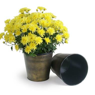 75  tin pot cover brushed brass 6  by441 1brs wholesale