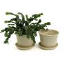 675  biodegradable pot tray cream pe03 1cr wholesale basket containers