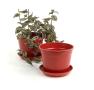 675  biodegradable pot tray red pe03 1r wholesale basket containers