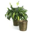 rattan pot cover 8  pr08 1s wholesale basket containers