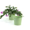 65  tin pot fern green by08 1fg wholesale metal containers pails pots