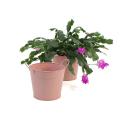 65  tin pot persimmon color by08 1pp wholesale metal containers pails pots