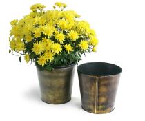 75  tin pot cover brushed brass 6  by441 1brs wholesale